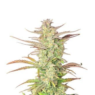 Z-Up Auto (FastBuds) féminisée