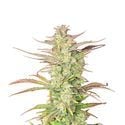 Z-Up Auto (FastBuds) féminisée