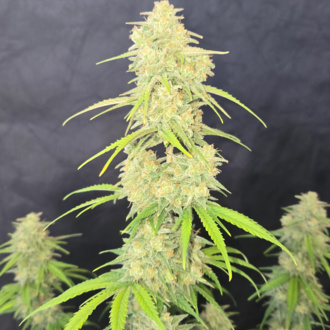 Z-Up Auto (FastBuds) féminisée