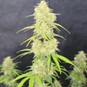 Z-Up Auto (FastBuds) féminisée