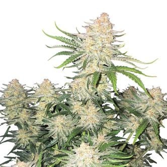 Frostbanger Auto (FastBuds) féminisée