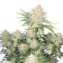 Frostbanger Auto (FastBuds) féminisée