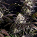 Frostbanger Auto (FastBuds) féminisée
