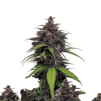 Purple Haze Auto (FastBuds) feminized