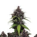 Purple Haze Auto (FastBuds) féminisée