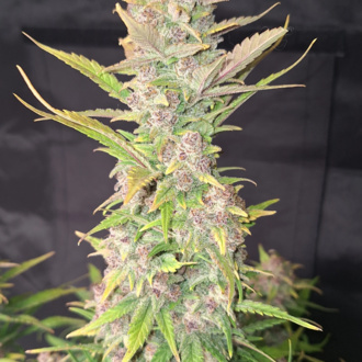 Purple Haze Auto (FastBuds) féminisée