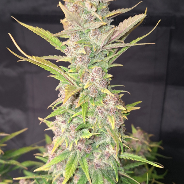 Purple Haze Auto (FastBuds) féminisée