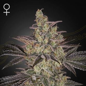 Frosted Guava Auto Greenhouse Seeds) feminized