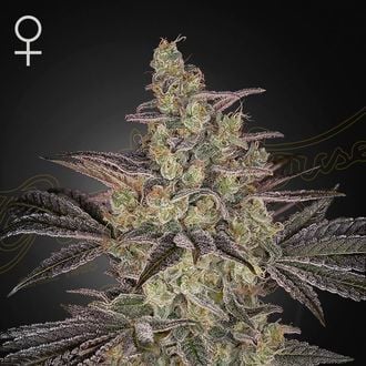 Frosted Guava Auto (Greenhouse Seeds) féminisée