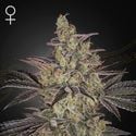 Frosted Guava Auto (Greenhouse Seeds) féminisée