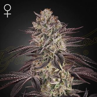 Biscotti Auto (Greenhouse Seeds) féminisée