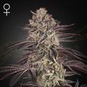 Biscotti Auto (Greenhouse Seeds) féminisée
