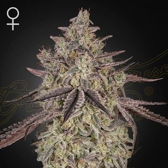 Skywalker Auto (Greenhouse Seeds) feminized