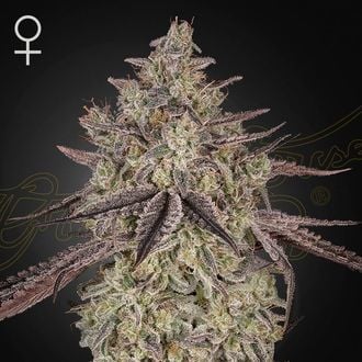 Skywalker Auto (Greenhouse Seeds) féminisée
