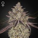 Skywalker Auto (Greenhouse Seeds) féminisée