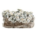 Ready-2-Grow Bag 'Bluey Vuitton' Zamnesia