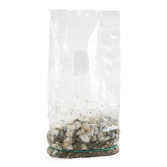 Ready-2-Grow Bag 'Bluey Vuitton' Zamnesia