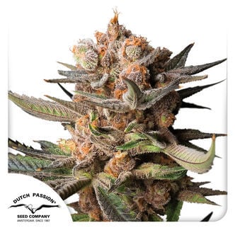 Auto Frozen Biscotti (Dutch Passion) feminized