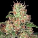 Auto Collection Pack 2 (Paradise Seeds) féminisée