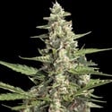 Auto Collection Pack 2 (Paradise Seeds) féminisée