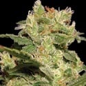 Auto Collection Pack 2 (Paradise Seeds) féminisée