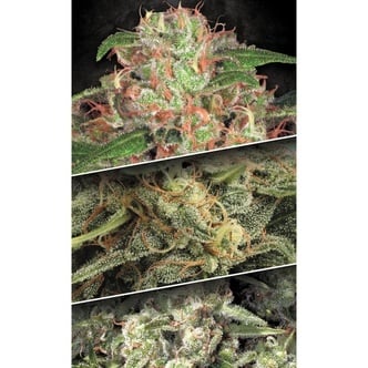 Auto Collection Pack 2 (Paradise Seeds) féminisée