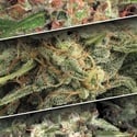 Auto Collection Pack 2 (Paradise Seeds) féminisée