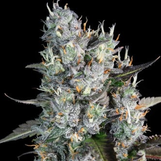 Red Velvet Auto (Paradise Seeds) féminisée
