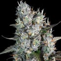 Red Velvet Auto (Paradise Seeds) féminisée