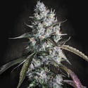 Red Velvet Auto (Paradise Seeds) féminisée
