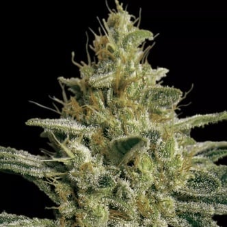 Allkush (Paradise Seeds) féminisée