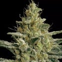 Allkush (Paradise Seeds) féminisée