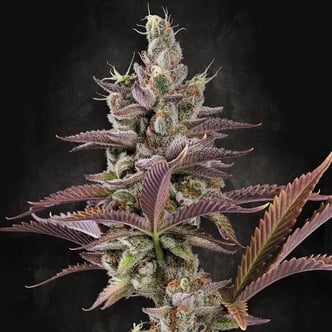 Apricot Candy (Paradise Seeds) féminisée