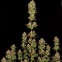 Apricot Candy (Paradise Seeds) féminisée
