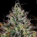 Apricot Candy (Paradise Seeds) féminisée