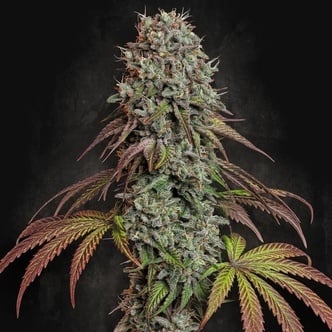 Blue Gem (Paradise Seeds) féminisées