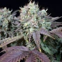 Blue Gem (Paradise Seeds) féminisées