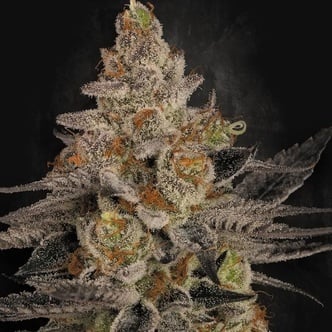 Chocolate Wafflez (Paradise Seeds) féminisée