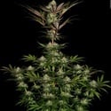 Chocolate Wafflez (Paradise Seeds) féminisée