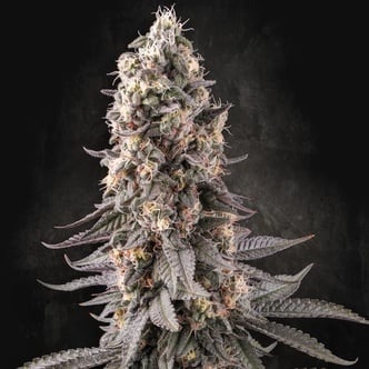 El Dorado OG (Paradise Seeds) féminisée