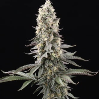 El Dorado OG (Paradise Seeds) féminisée