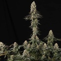 El Dorado OG (Paradise Seeds) féminisée