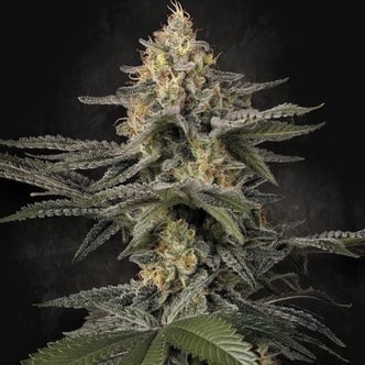 Glowstarz (Paradise Seeds) féminisée