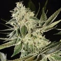 Glowstarz (Paradise Seeds) féminisée