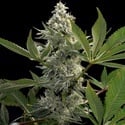 Glowstarz (Paradise Seeds) féminisée