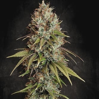 Highway 66 (Paradise Seeds) féminisée