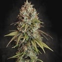 Highway 66 (Paradise Seeds) féminisée