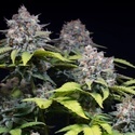 Highway 66 (Paradise Seeds) féminisée