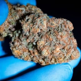 Highway 66 (Paradise Seeds) féminisée