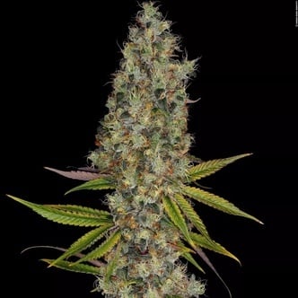 Rainbow Road (Paradise Seeds) féminisée